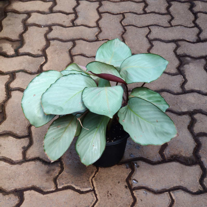 Calathea Silver Plate Plant 18 cm pot