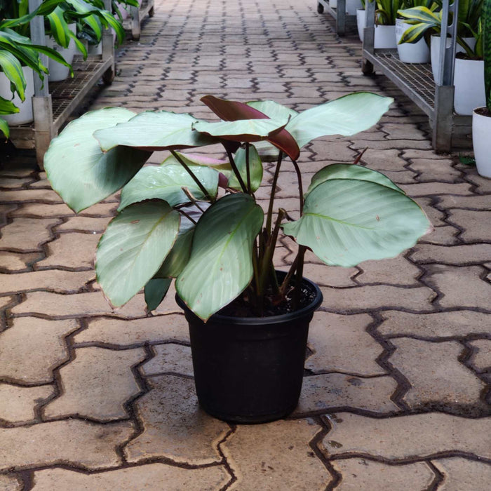 Calathea Silver Plate Plant 18 cm pot