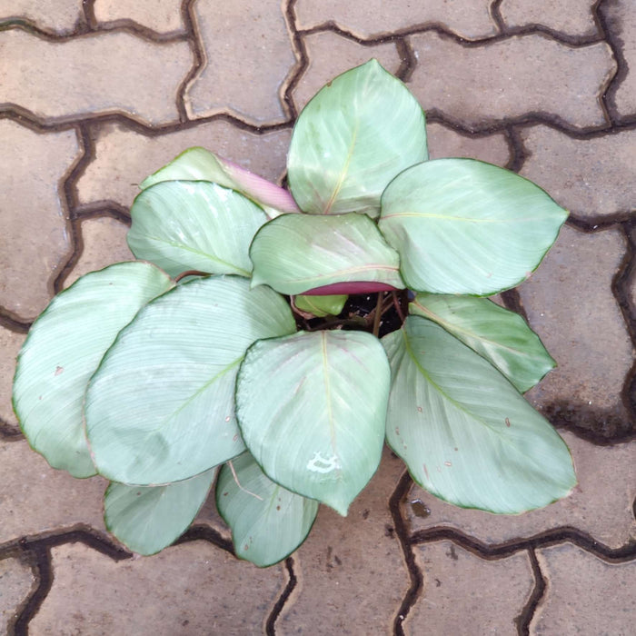 Calathea Silver Plate Plant 18 cm pot