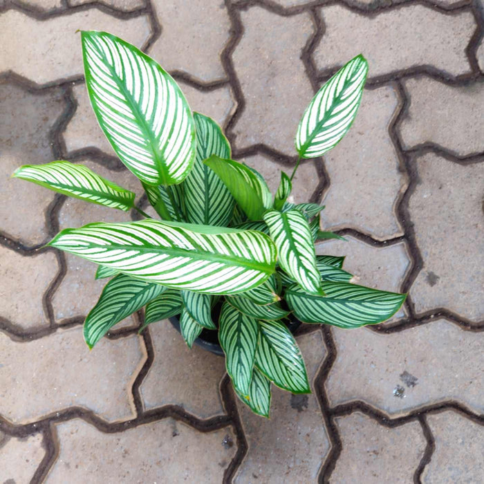 Calathea Vittata 18 cm pot