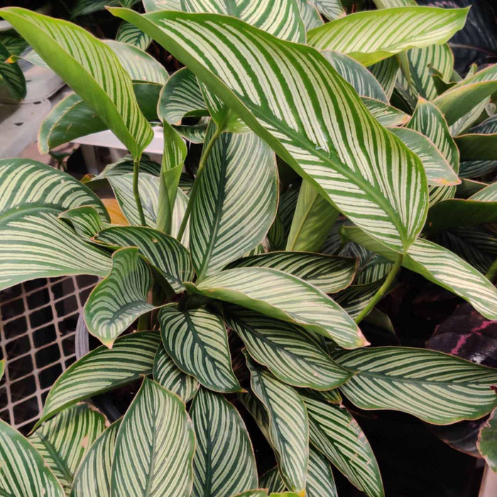 Calathea Vittata 18 cm pot