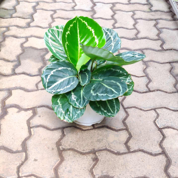 Calathea Green Lipstick 18 cm pot