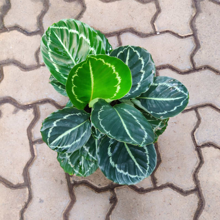 Calathea Green Lipstick 18 cm pot