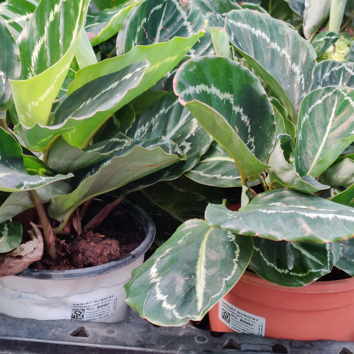 Calathea Green Lipstick 18 cm pot