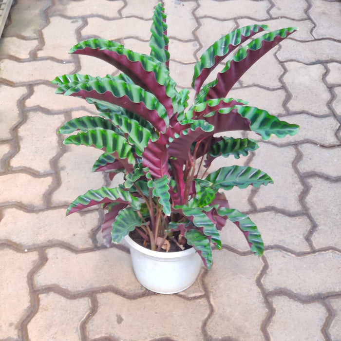 Calathea Gandersii 18 cm pot