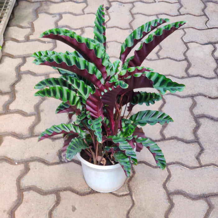 Calathea Gandersii 18 cm pot