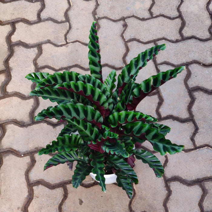 Calathea Gandersii 18 cm pot