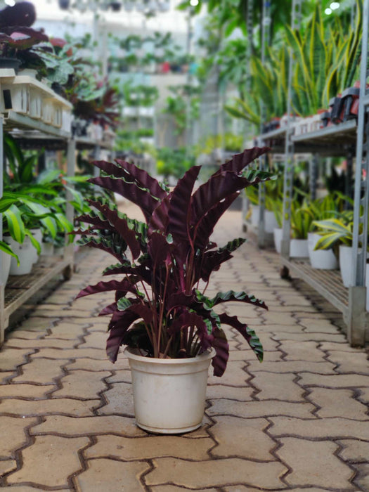 Calathea Gandersii 18 cm pot