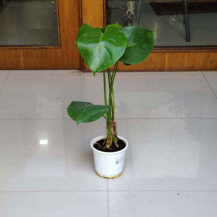 Monstera Plant Live Indoor Tropical House Plant 14.5cm Pot
