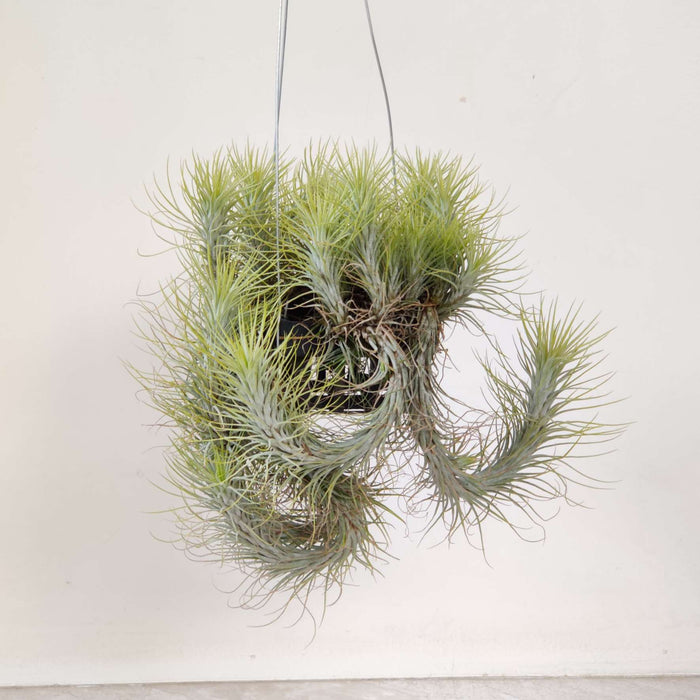 Tillandsia funckiana