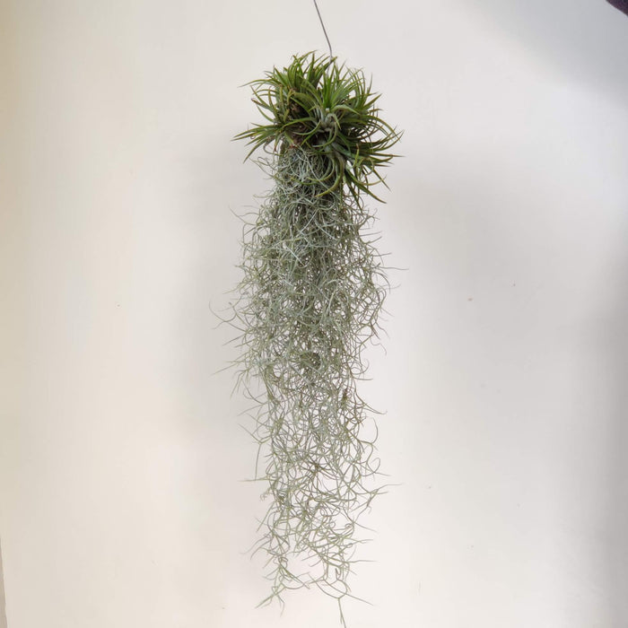 Tillandsia usneoides