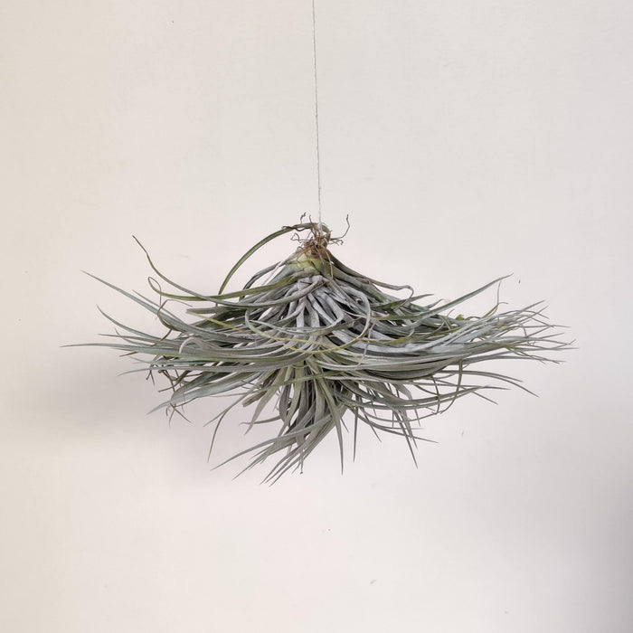 Tillandsia tectorum
