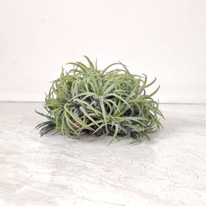 Tillandsia ionantha