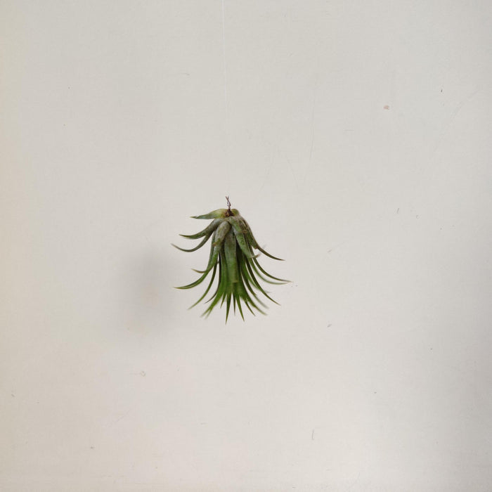 Tillandsia stricta (Green Form)