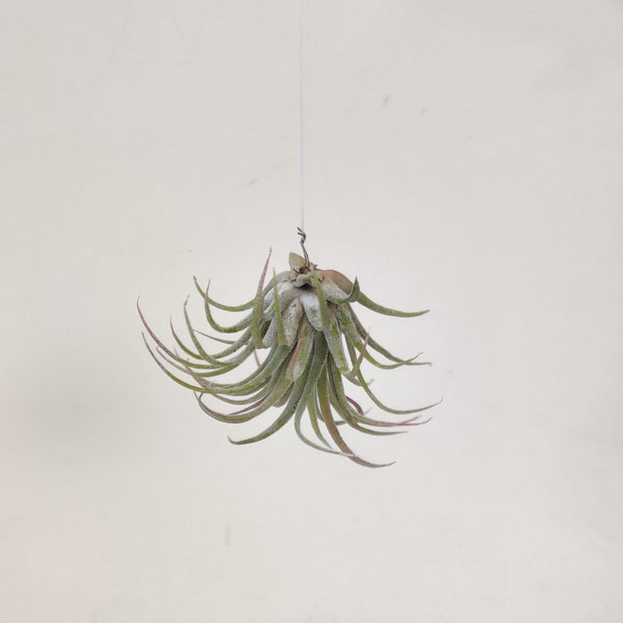 Tillandsia ionantha ‘Rubra’