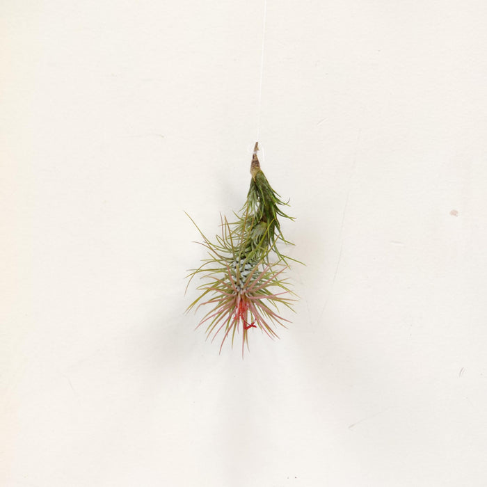 Tillandsia ionantha