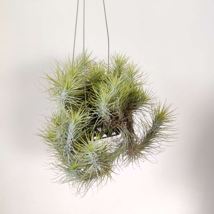 Tillandsia funckiana