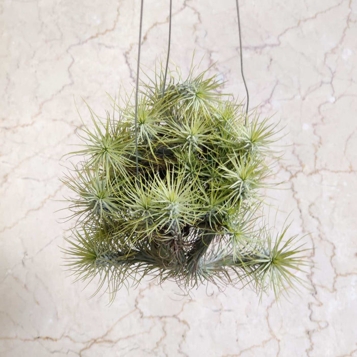 Tillandsia funckiana