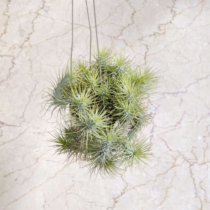 Tillandsia funckiana