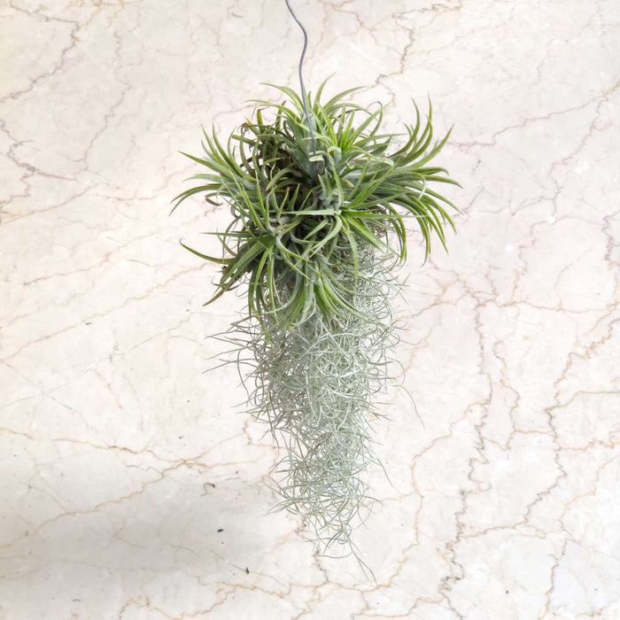 Tillandsia usneoides