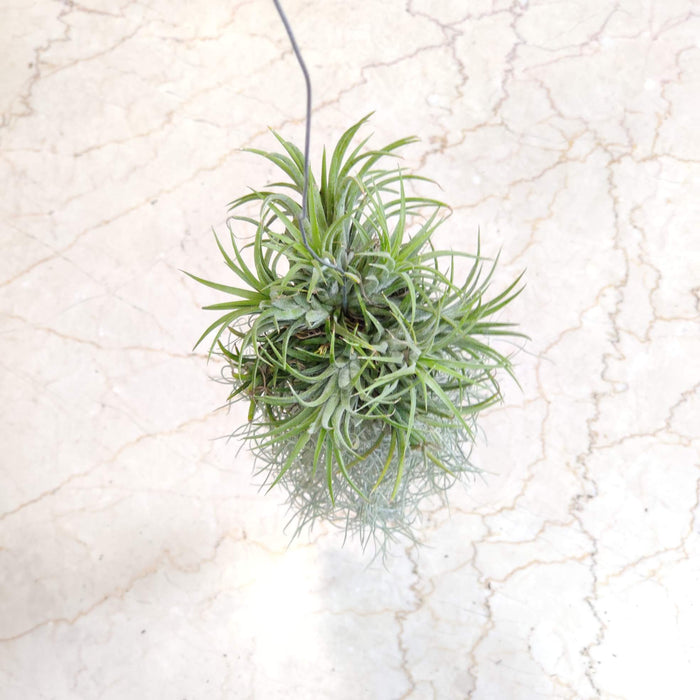 Tillandsia usneoides