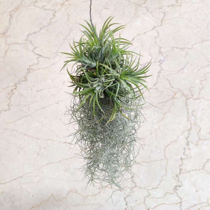 Tillandsia usneoides