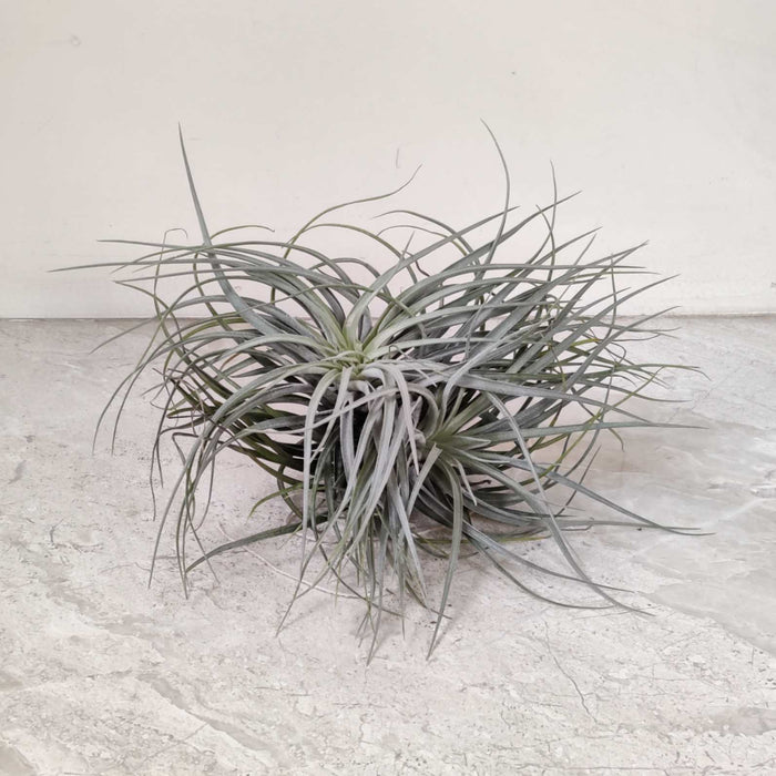 Tillandsia tectorum