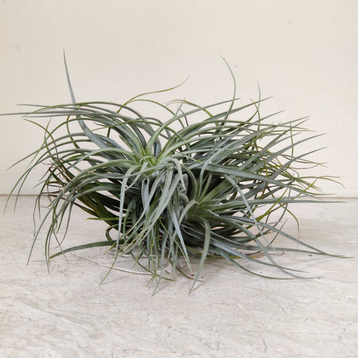 Tillandsia tectorum