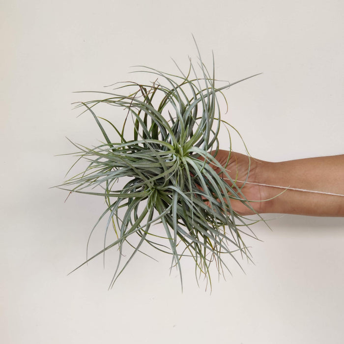 Tillandsia tectorum