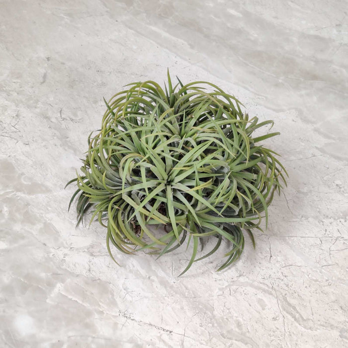 Tillandsia ionantha