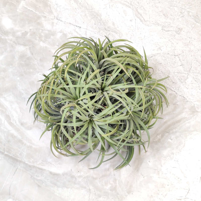 Tillandsia ionantha
