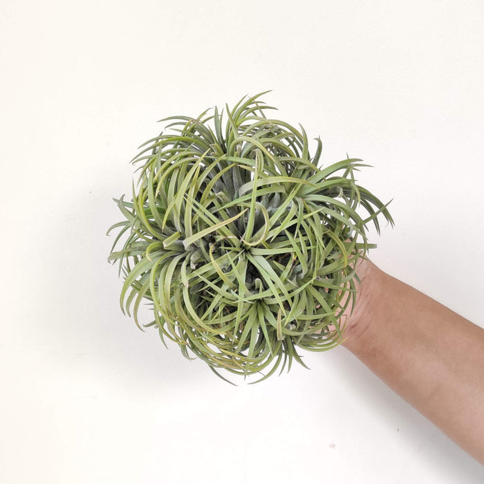 Tillandsia ionantha