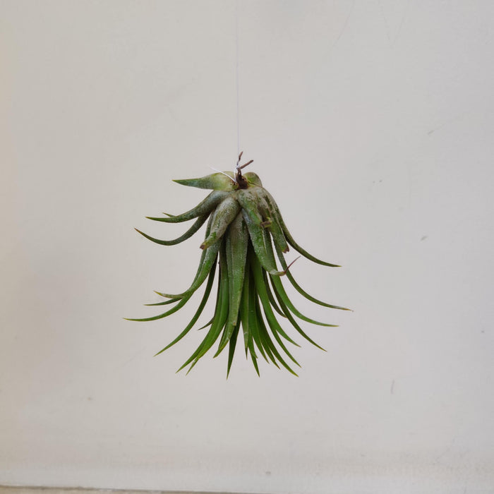 Tillandsia stricta (Green Form)