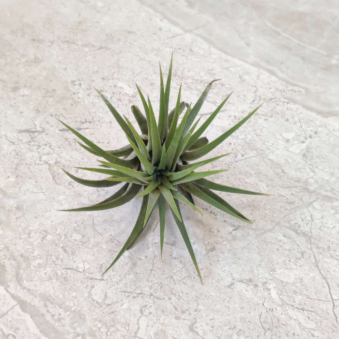 Tillandsia stricta (Green Form)