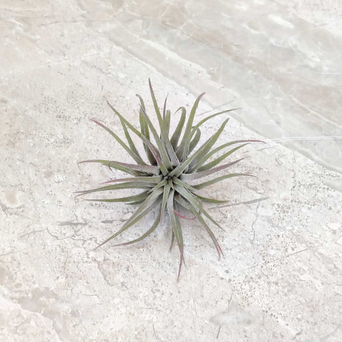 Tillandsia ionantha ‘Rubra’