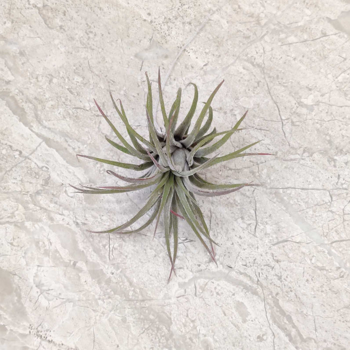 Tillandsia ionantha ‘Rubra’