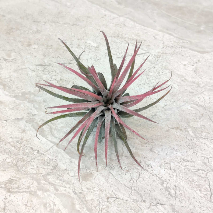Tillandsia ionantha ‘Rubra’ (Red Stage)