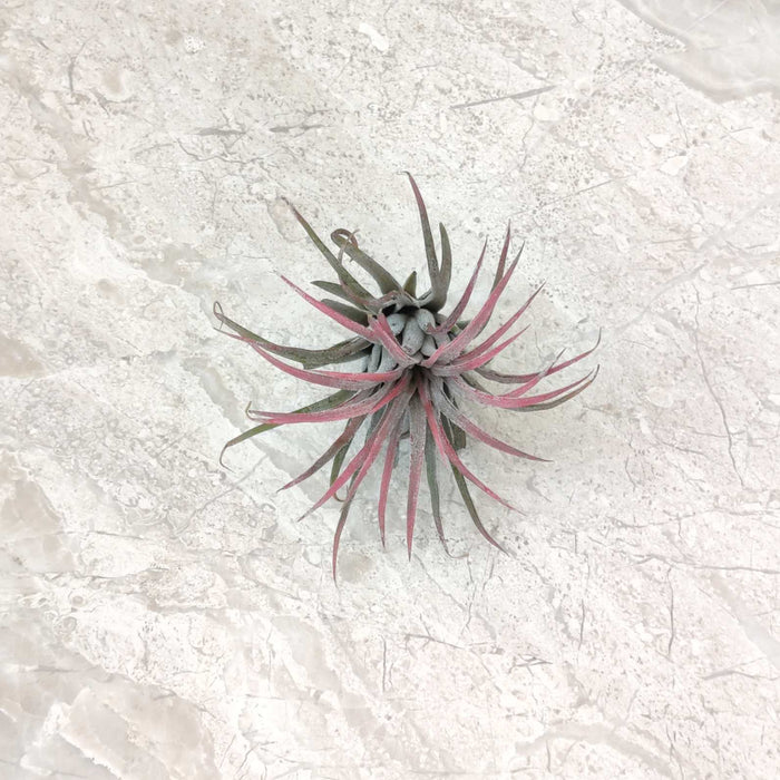 Tillandsia ionantha ‘Rubra’ (Red Stage)