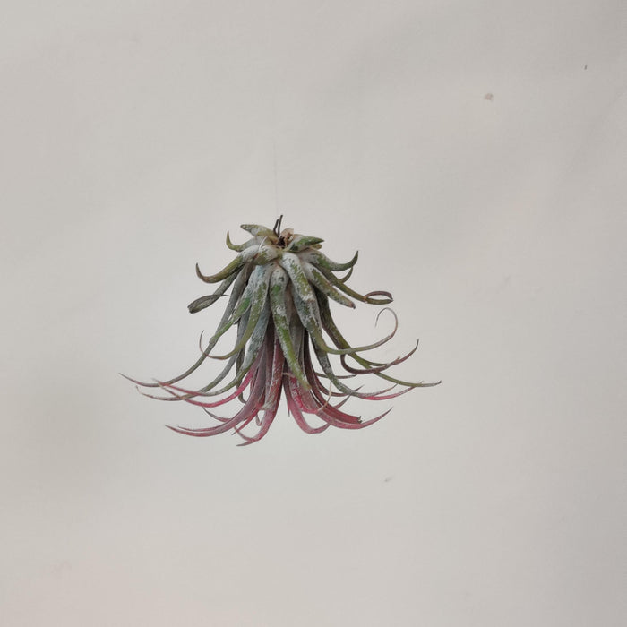 Tillandsia ionantha ‘Rubra’ (Red Stage)