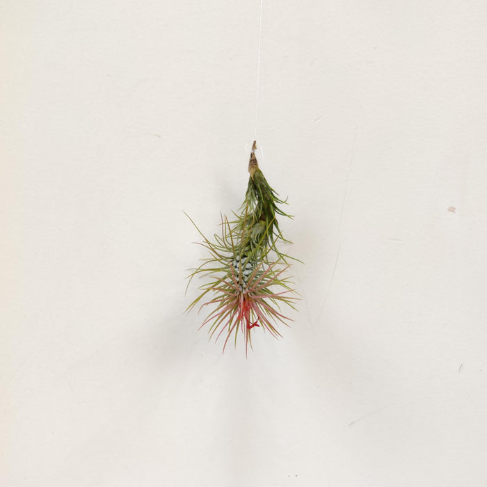 Tillandsia ionantha
