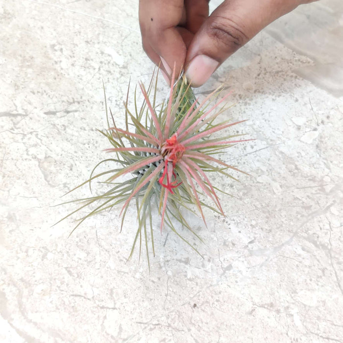 Tillandsia ionantha