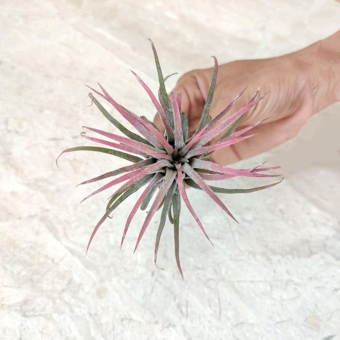 Tillandsia ionantha ‘Rubra’ (Red Stage)