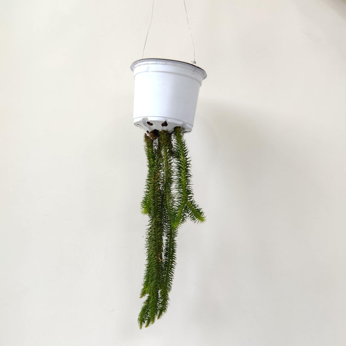 Lycopodium Huperzia Hanging  8.5 cm pot