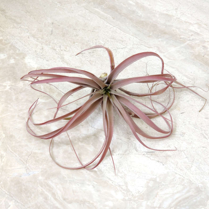 Tillandsia xerographica
