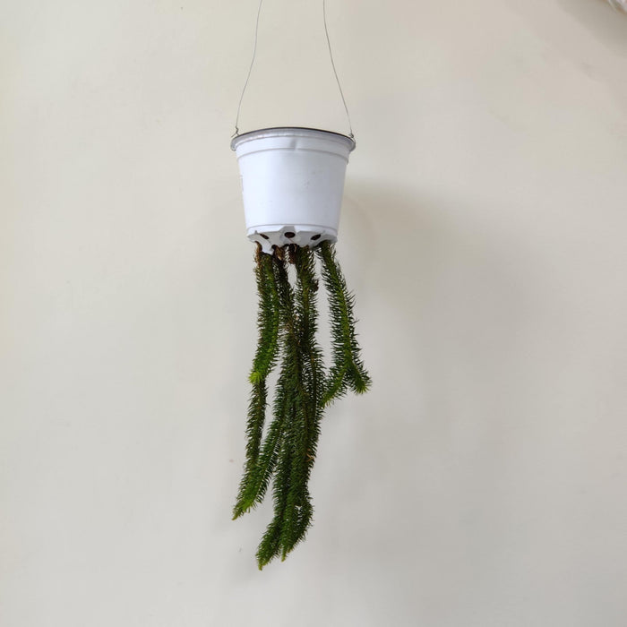 Lycopodium Huperzia Hanging  8.5 cm pot