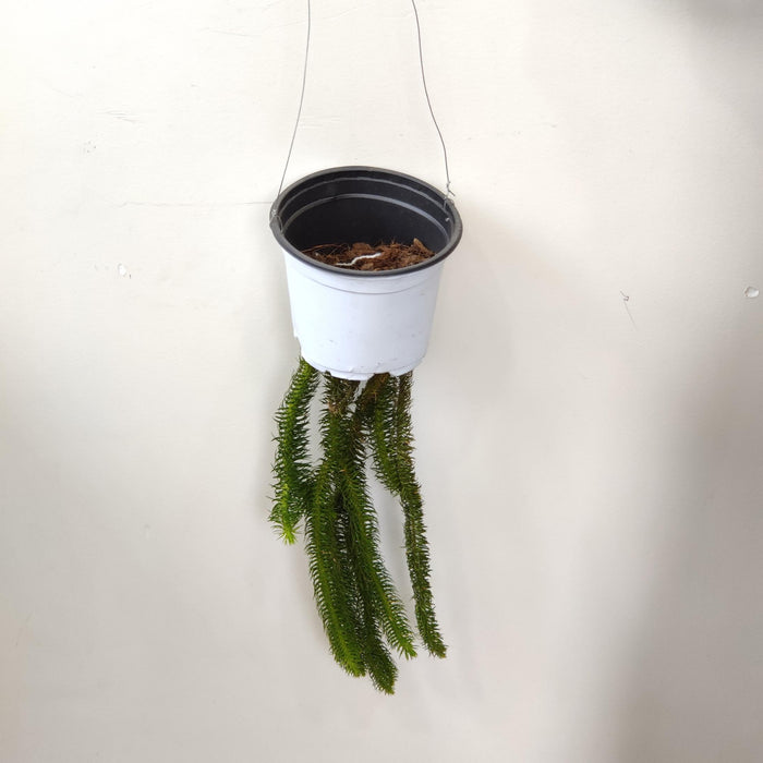 Lycopodium Huperzia Hanging  8.5 cm pot