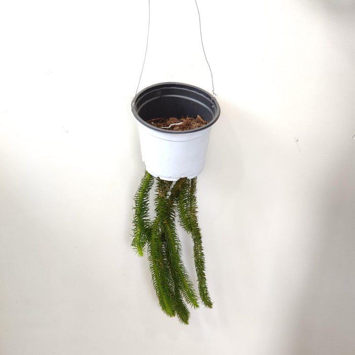 Lycopodium Huperzia Hanging  8.5 cm pot