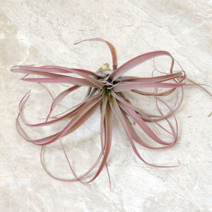 Tillandsia xerographica