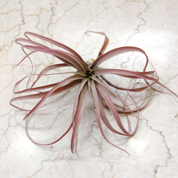 Tillandsia xerographica