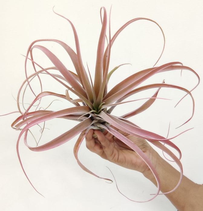Tillandsia xerographica